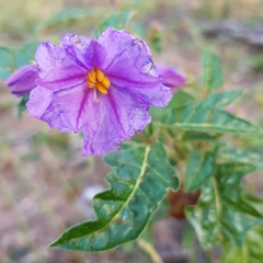 Solanum cinereum