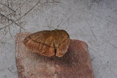 Anthela connexa