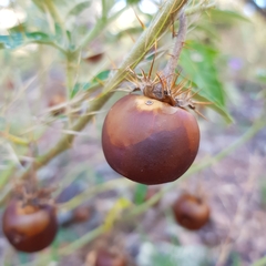 Solanum cinereum