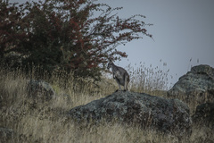 Osphranter robustus robustus