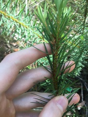 Pultenaea stipularis