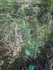 Pultenaea stipularis