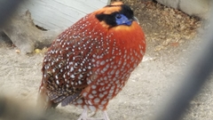 Tragopan temminckii