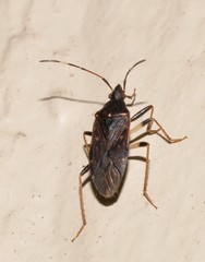 Aristaenetus similis