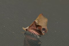 Esthlodora versicolor