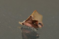 Esthlodora versicolor