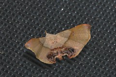 Esthlodora versicolor