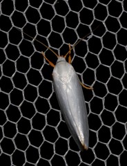 Xylorycta argentella