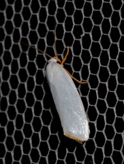 Xylorycta argentella