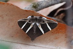 Grammodes