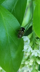 Copestylum tamaulipanum