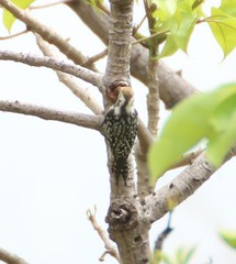 Leiopicus mahrattensis