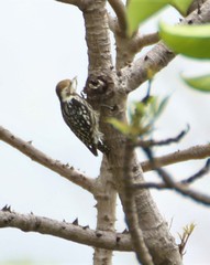 Leiopicus mahrattensis