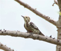 Leiopicus mahrattensis