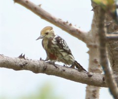 Leiopicus mahrattensis