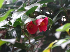 Camellia hongkongensis, photograph (c) Toby Y, some rights reserved (CC BY)