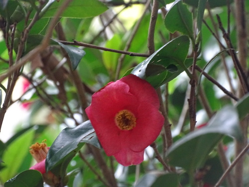 Camellia hongkongensis, photograph 3