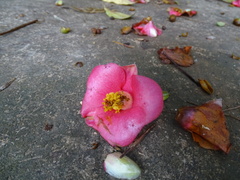 Camellia hongkongensis, photograph (c) Toby Y, some rights reserved (CC BY)