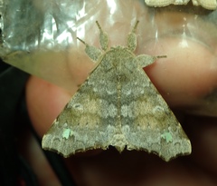 Olceclostera brama