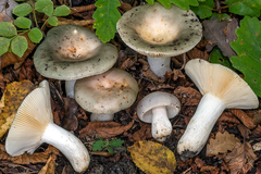 Russula pseudoaeruginea