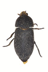Dermestes laniarius