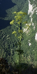 Opopanax hispidus