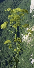 Opopanax hispidus