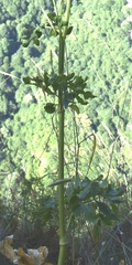 Opopanax hispidus