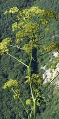 Opopanax hispidus