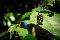 Phaedyma shepherdi