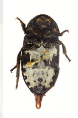 Dermestes laniarius