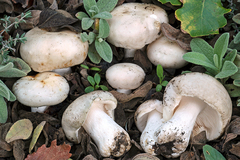 Russula pseudoaeruginea