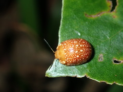 Paropsis ornata