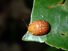 Paropsis ornata