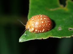 Paropsis ornata