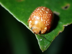 Paropsis ornata