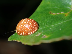 Paropsis ornata