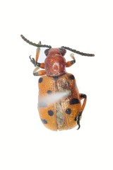 Crioceris duodecimpunctata