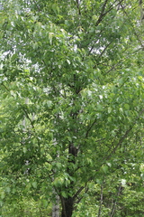 Salix cardiophylla