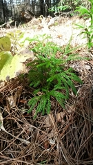 Dendrolycopodium hickeyi