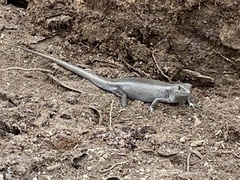 Liopholis multiscutata