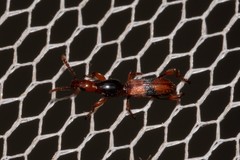 Cyphagogus
