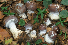 Cortinarius praestans