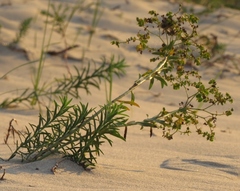 Euphorbia seguieriana
