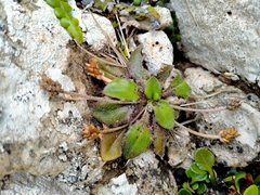 Plantago raoulii