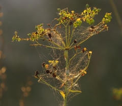 Euphorbia seguieriana
