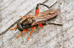 Chalcosyrphus valgus