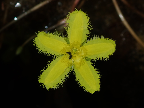 Nymphoides geminata, photograph 6