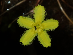 Nymphoides geminata