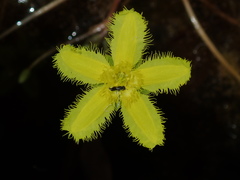 Nymphoides geminata